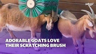 Adorable goats love their scratching brush  Yahoo Australia
