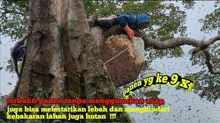 sarang super besar berkumpul di pohon sialang tua ..#madu #asli #hutan #pelalawan #riau