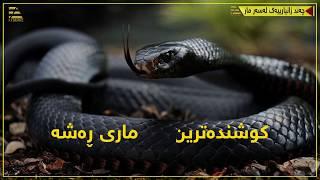 mar  zanyary lasar mar snake ثعبان  مار