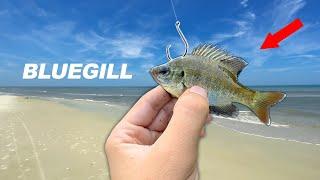 Will SALTWATER Fish eat a FRESHWATER Fish?? Fishing Experiment