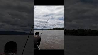 peixe quase quebrou a varinha part 2 #pescaria #pescador #fishing #shorts