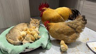 The rooster and the hen were stunned on the spot  The gentle kitten takes good care of the chicks