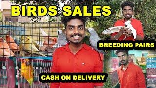 BIRDS FOR SALES  WITH PRICE  CASH ON DELIVERY  Exotic Pets Caring  LuckyMan
