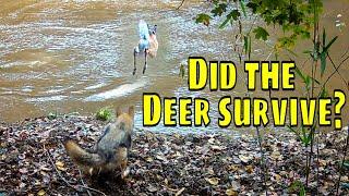 Coyote Hunting a Deer Trail Camera Video