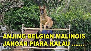 JANGAN PIARA ANJING BELGIAN MALINOIS KALAU....