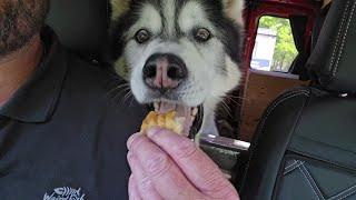 Husky Snacks While I Finish A Project Or Two