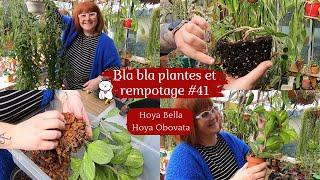 BLA BLA Plantes rempotage #41  HOYA BELLA et OBOVATA VARIEGATA  Plantcare  Substrat et cochenille