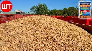 How Peanuts are Made  Peanuts Harvesting & Processing  Food Factory