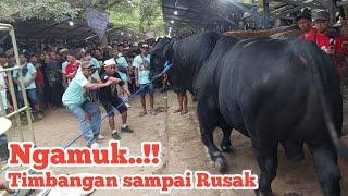 Ngamuk.. Timbangan sampai Rusak Douglas Sapi Jumbo masih Gagal ditimbang