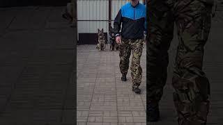 Дрессировка собак. Навык - Выдержка. Dog Training.  #germanshephered #собака