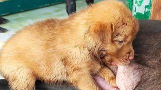 Beautiful Newborn Puppies tremble with Breastfeeding  #puppy #puppyplaytime #doglover #dog #dogs
