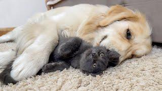 Adorable Golden Retriever Tries to Make Friends with Crazy Kitten