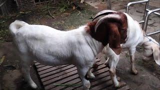 Young Boer Goat Crosses With Crossboer Goat in village farm