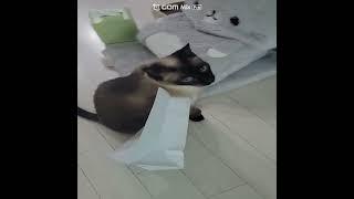 쇼핑백을 아무곳에 두면 안되는이유#shorts #고양이 #shortvideo #cat #고양이 쇼핑백