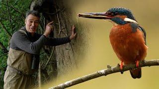 Kingfishers Raise Chicks in Home Built Specially For Them  4K  Discover Wildlife  Robert E Fuller