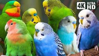 The Magical World of Parakeet  Vibrant Colors & Serene Nature Sounds  Breathtaking Nature