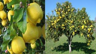 ستتفاجئ من شجرة الليمون كيف اصبحت شجرة االليمون بعد تسميدها باقوى سماد زالنتيجة مذهلة