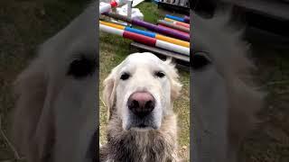 Mud-loving Hubert the unapologetically dirty golden retriever of Copenhagen