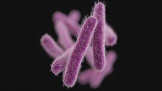 Highly infectious stomach bug Shigella is spreading warns CDC