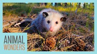 10 Awesome Opossum Facts