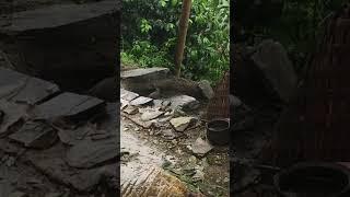 Single Dove in Village during Rain