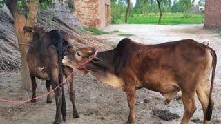 animals mating murrah first time in village animals meeting murrah first time in jungle#viralvideo