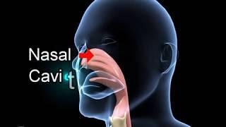 Biology - 3D animation - Human Respiratory System Overview - English