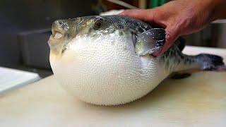 Рыба фугу -  деликатес с риском для жизни
