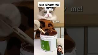 Hack day with Puff part 5 #funny #whatshouldpuffdo #satisfying #purrfectlyadorable #thelittlepuff