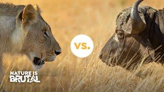 Why these Lions Shouldnt Have Challenged the Buffaloes I Nature is Brutal