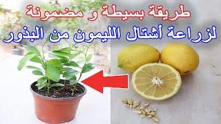 زراعة الليمون من البذور في المنزل
