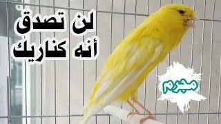 أقوى ربع ساعة لتحفيز كناريك على التغريد  canari-canary غناء كناري