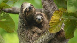 Sloths Are Slow For A Reason  4K  Panama    Wild Travel  Robert E Fuller