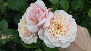 Emily Bronte Rose Review  David Austin Roses