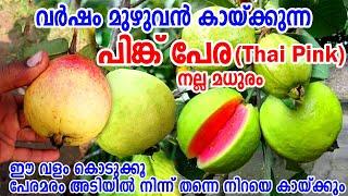 പെട്ടെന്ന് വളരുന്ന തായ് പിങ്ക് പേരThailand Pink GuavaThai Pink Guava Malayalam#Guavatree  #Guava
