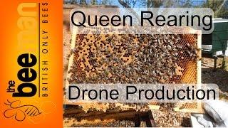 Queen Rearing Drone Bee Production