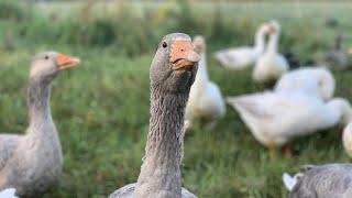 My Simple Backyard Grazing System for Geese