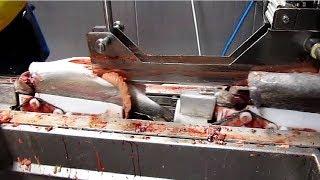 Amazing Automatic Fish Processing Line Machines Modern Technology - Big Catch in The Sea