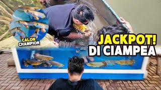 BONGKAR KOLAM LAGI KOKO HUNTER PANEN DAN SORTIR IKAN PEMBESARAN DI FARM CIAMPEA