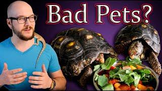 Dont Get A Pet Tortoise Until You Watch This