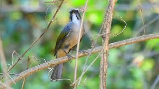 Green-winged Saltator singing burst into nature to warm up your birds and set fire to the flock