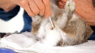 How to Clean a Rabbits Scent Glands  Pet Rabbits