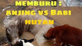 MEMBURU  ANJING VS BABI HUTAN. GANAS SEKALI