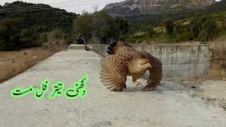 Dakhni Teetar full Mast  birds Lover