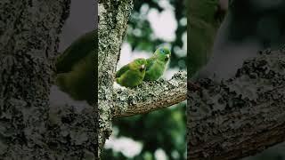 Lovely  colorfull green Parrot Birds  I By Nature I Birds Lovers.