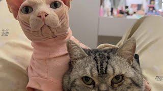 Epic Cat Fight Showdown Who Will Win?  Cats Gone Wild The Ultimate Cat Fight Compilation