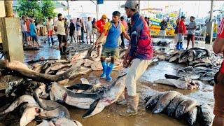 WooW Attractive Biggest Street Fish Cutting Fish Market In Negombo Srilanka  Fish Cutting Skills