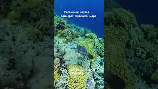 Расписной алутер- единорог Красного моря #экскурсиившармэльшейх