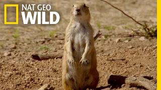 The Prairie Dog Life  Destination WILD