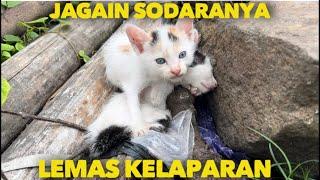 ANAK KUCING JAGAIN SODARANYA LEMAS KELAPARAN DI TEMPAT SAMPAH